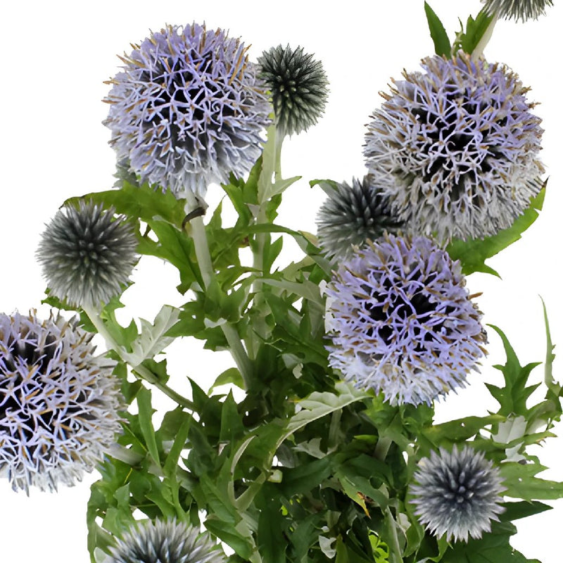 Globe Thistle Ecnichops Wholesale