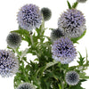 Globe Thistle Ecnichops Wholesale