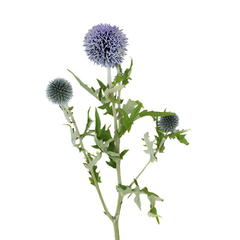 Globe Thistle Ecnichops Wholesale