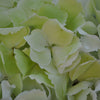 Giant Pale Green Hydrangea Flower