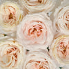 Ginger Cream Garden Rose