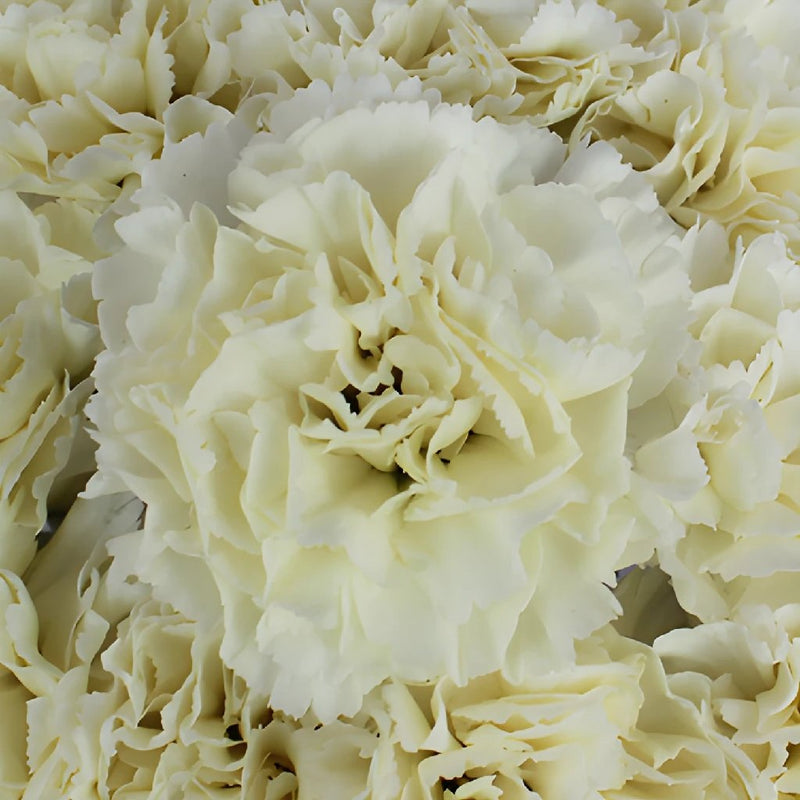 Gioele Crema Cream Wholesale Carnations Up close