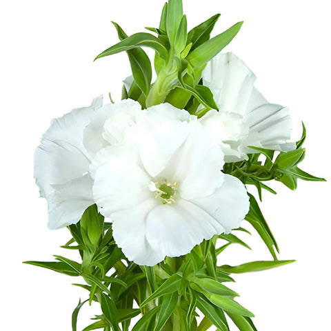 White Godetia Flowers