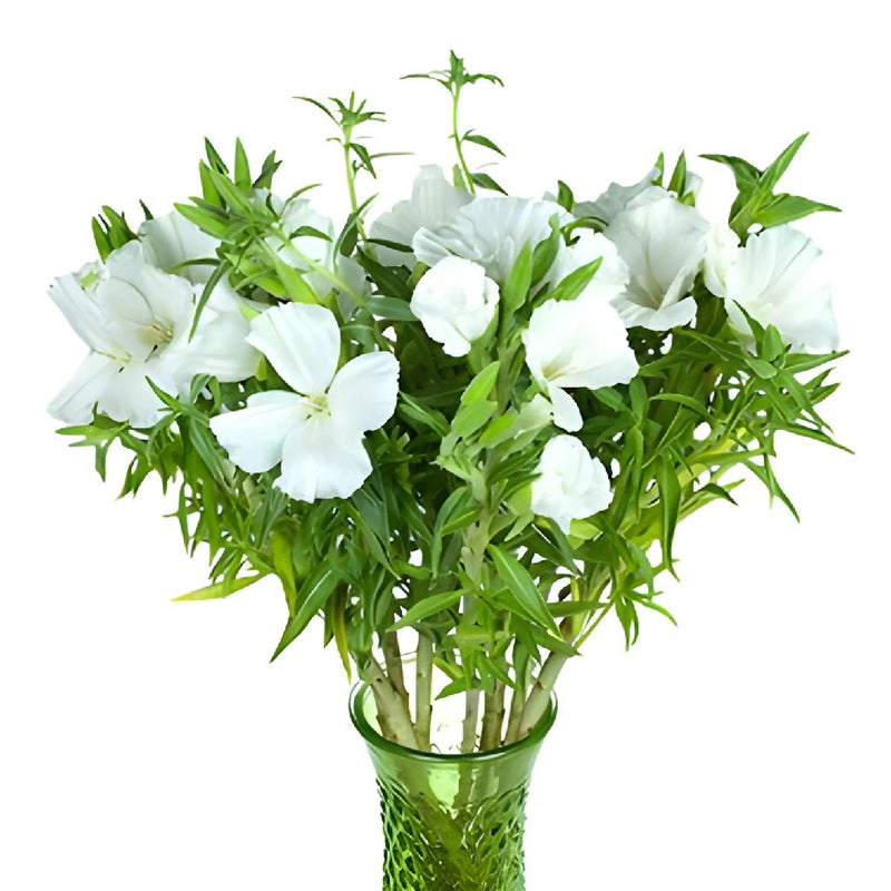 White Godetia Flowers