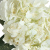 Gold Flecked White Hydrangea