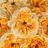 Golden Apricot Garden Rose