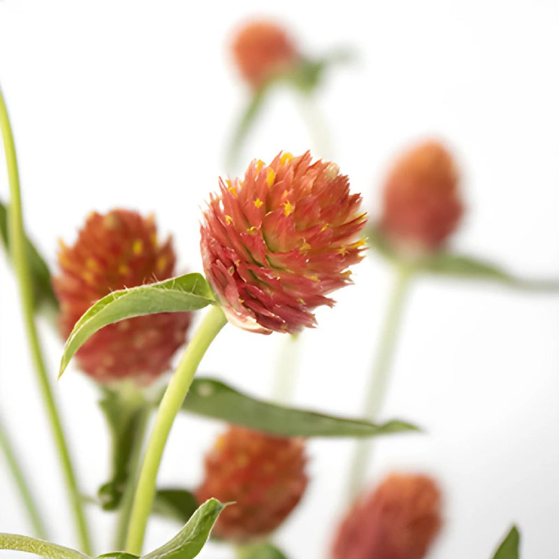 Orange Globosa Gomphrena Bulk Flower