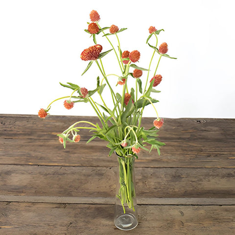 Orange Globosa Gomphrena Bulk Flower