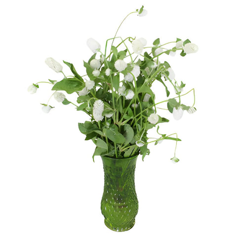 White Wedding Gomphrena Flower