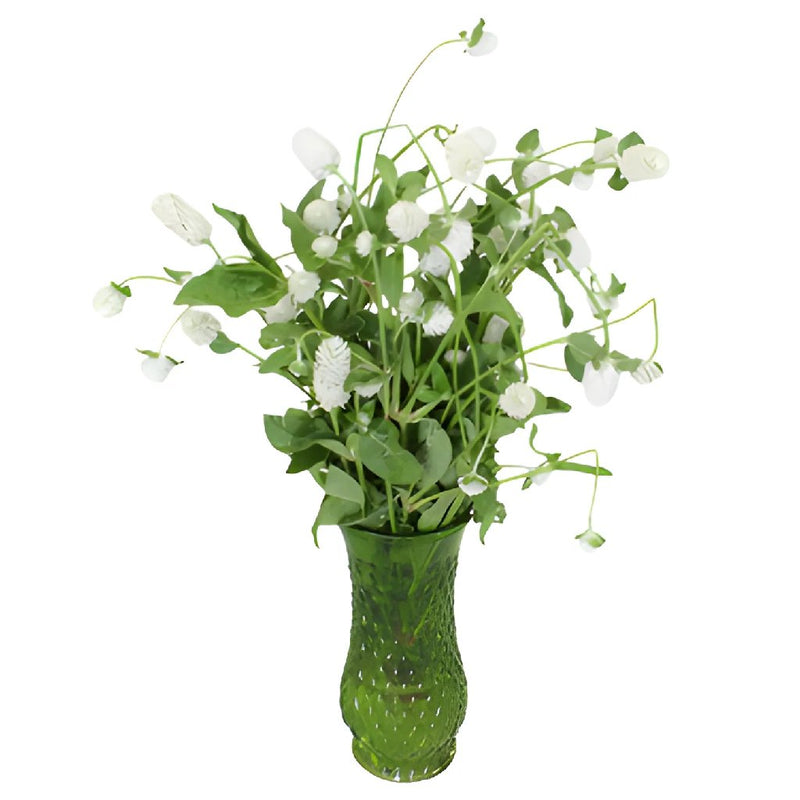 White Wedding Gomphrena Flower
