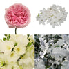 Grandmother's Garden DIY Flower Combo Pack