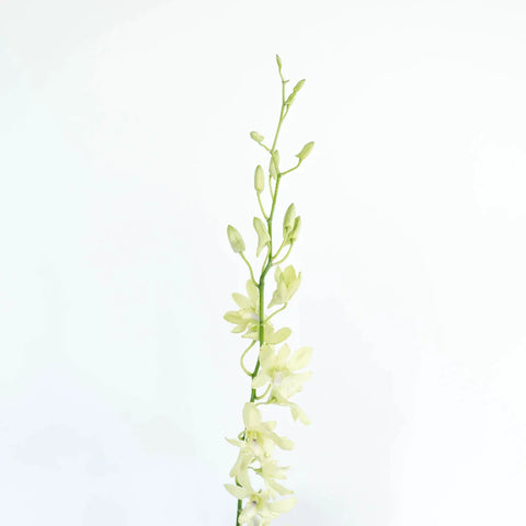 Green Geisha Orchid Flower Stem - Image