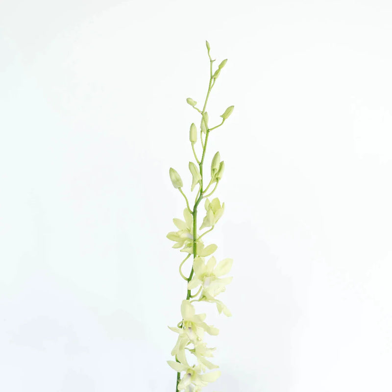 Green Geisha Orchid Flower Stem - Image