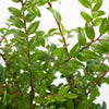 Huckleberry Greens
