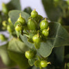 Green Hypericum Berries