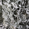 Dusty Miller Lacy Leaf Greenery