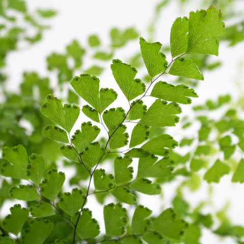 Green Maiden Hair Fern Greenery Up Close