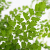 Maiden Hair Fern Greens