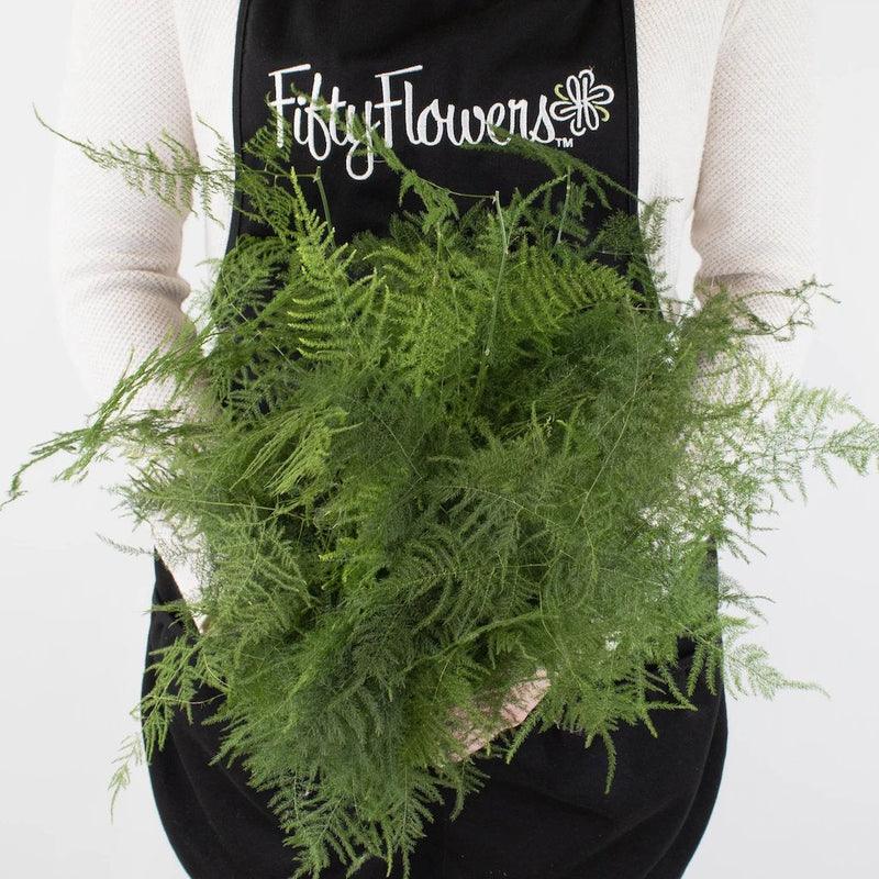 Green Plumosa Fern Greenery Bunch in Hand