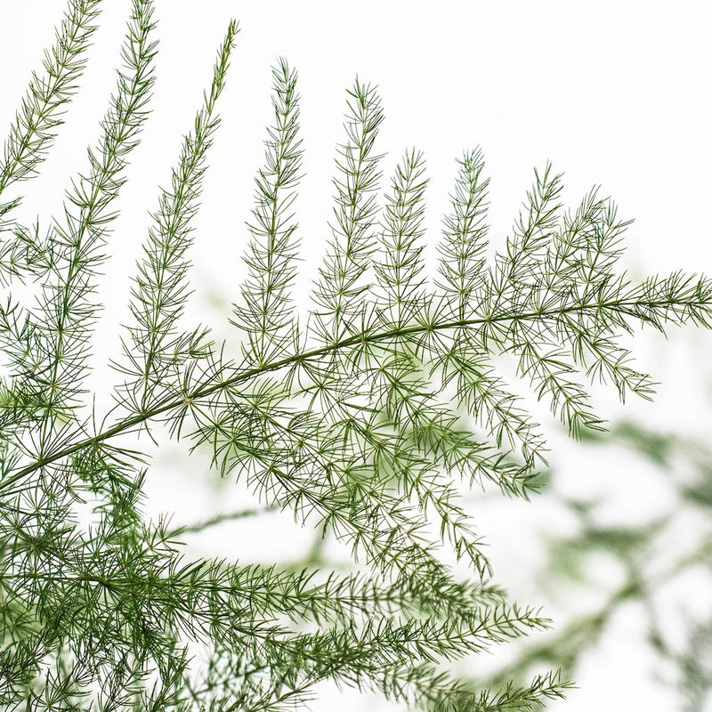 Fresh cut greens plumosa fern filler flower sold near me