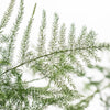 Plumosa Fern Greenery