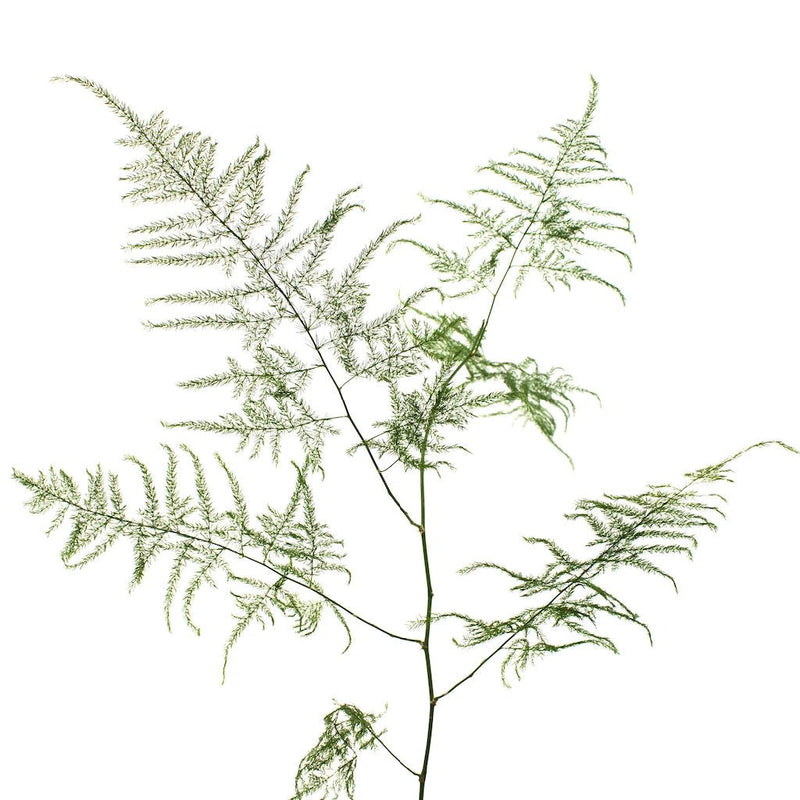 Green Plumosa Fern Greenery Stem