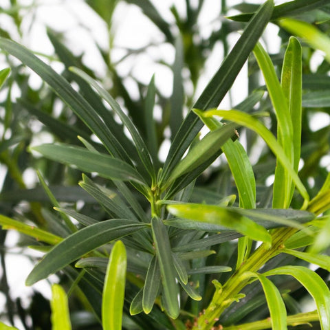 Green Podocarpus Greenery Up Close