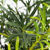 Podocarpus Greenery