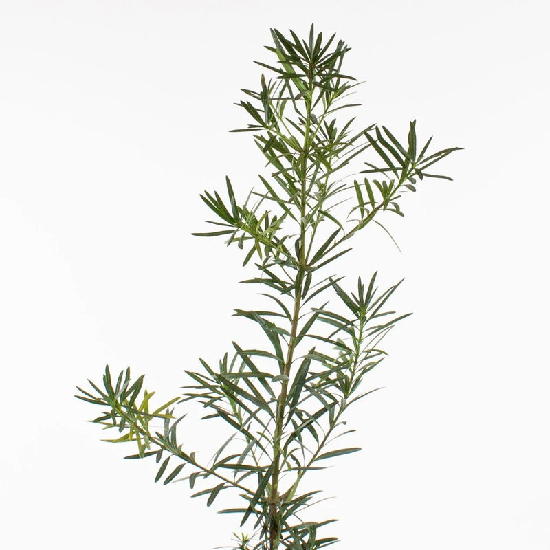 Green Podocarpus Greenery Stem