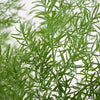 Springeri Green Filler