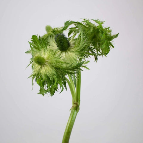 Green Thistle Single Stem