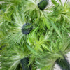 Thistle Green Flower