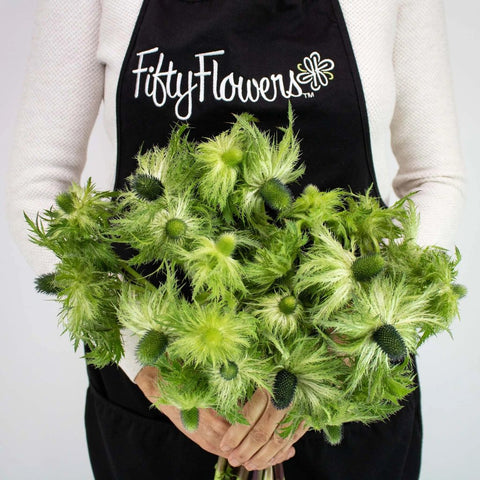 Green Thistle Bunch in Hand