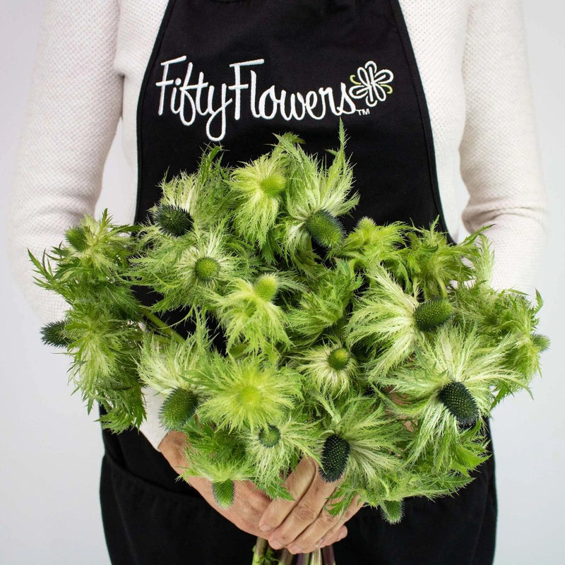 Green Thistle Bunch in Hand