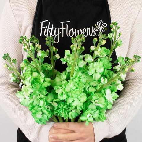 Green Tinted Stock Flower Bunch in Hand