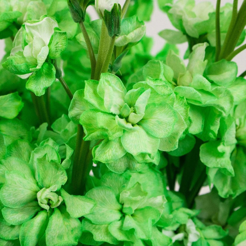 Green Tinted Stock Flower Up Close