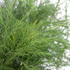 Tree Fern Filler Greenery