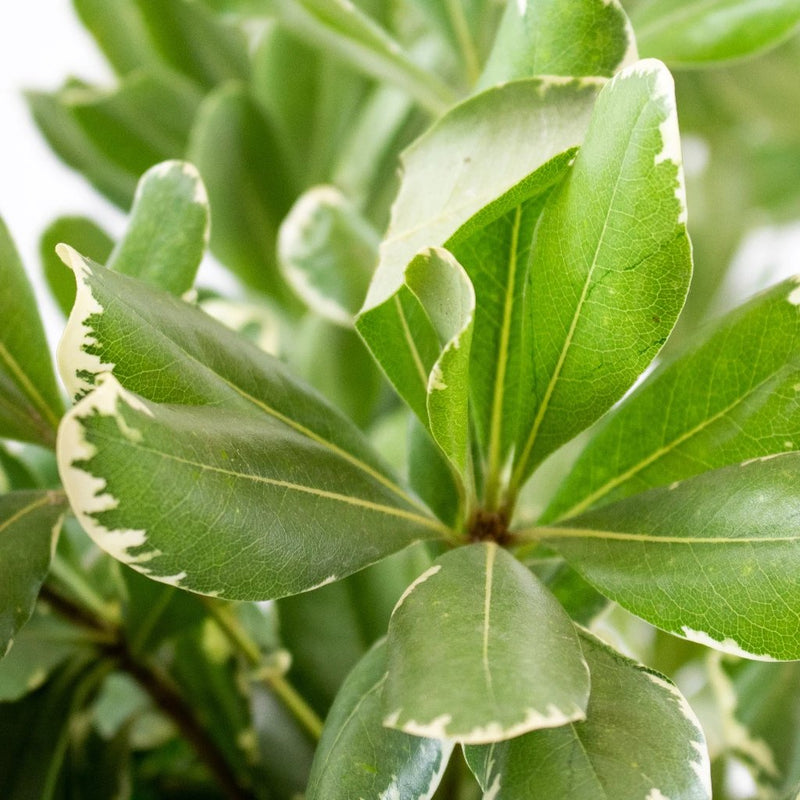 Green Variegated Pittosporum Greenery Up Close