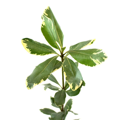 Green Variegated Pittosporum Greenery Stem