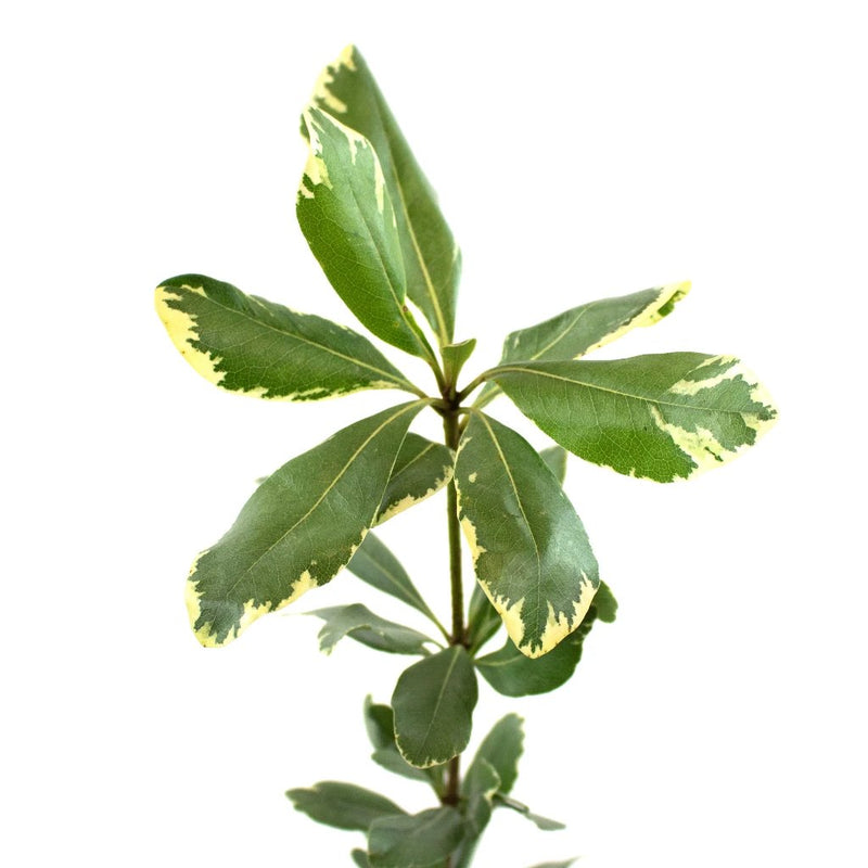 Green Variegated Pittosporum Greenery Stem