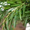 Feather Wedding Eucalyptus Greenery