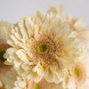 Hint of Blush Gerbera Daisy Flower