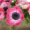 Hot Pink Fresh Cut Anemones