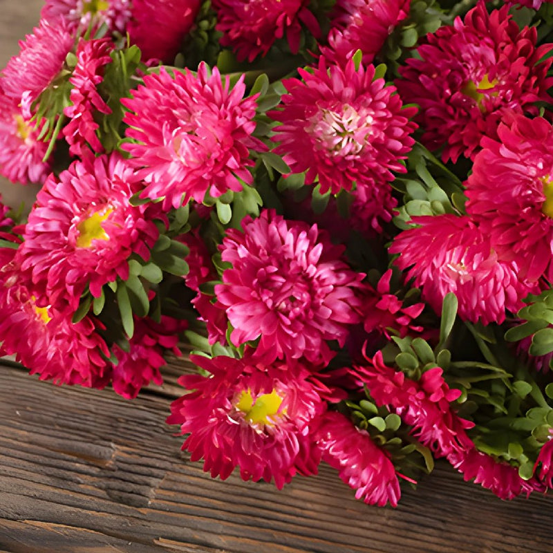 Hot Pink Matsumoto Flowers