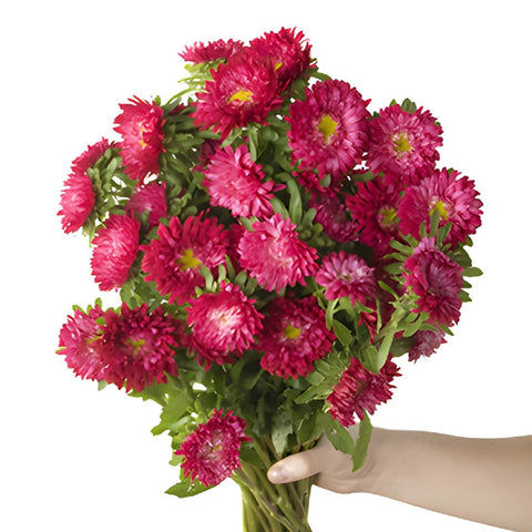 Hot Pink Matsumoto Flowers