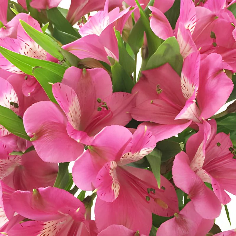 Hot Pink Peruvian Lily Flower Up Close
