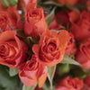 Hot Salmon Orange Petite Rose