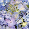 Hues of Lavender Hydrangea
