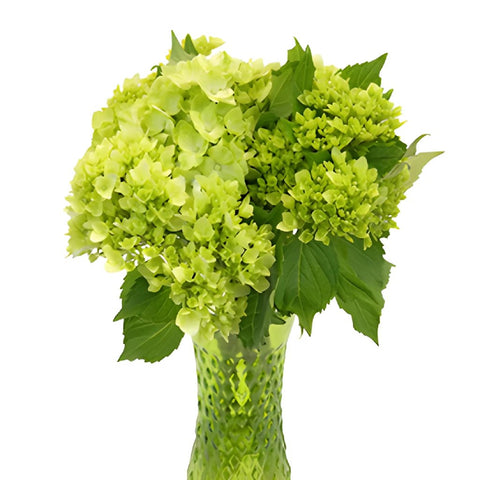 Baby Hulk Green Hydrangea Wholesale Flower In a vase