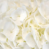 Hydrangea Ivory White Flower Express Delivery